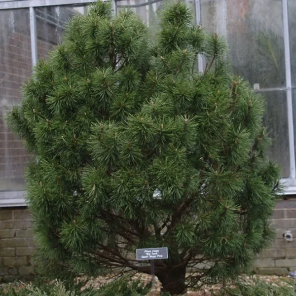 Сосна гірська Біг Туна (Pinus mugo 'Big Tuna')