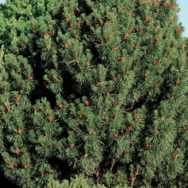 Сосна гірська Біг Туна, (Pinus mugo 'Big Tuna')