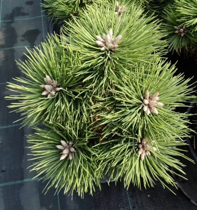 Сосна чорна Агнес Брегон (Pinus nigra Agnes Bregeon)