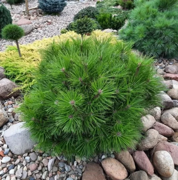 Сосна китайська (червона) Долина Цзючжайгоу, Pinus tabulaeformis '