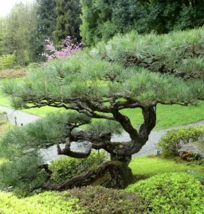 Сосна китайська (червона) Долина Цзючжайгоу, Pinus tabulaeformis '