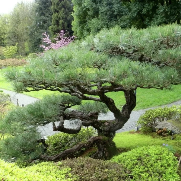 Сосна китайська (червона) Долина Цзючжайгоу, Pinus tabulaeformis '