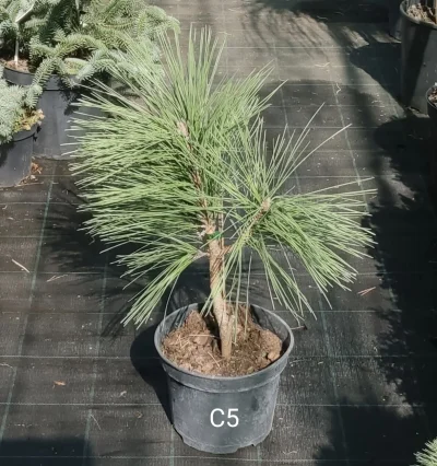 Сосна чорна Марітіма (Pinus nigra 'Maritima')