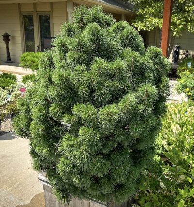 Сосна горная Биг Туна С15, h 60-70см, (Pinus mugo 'Big Tuna')