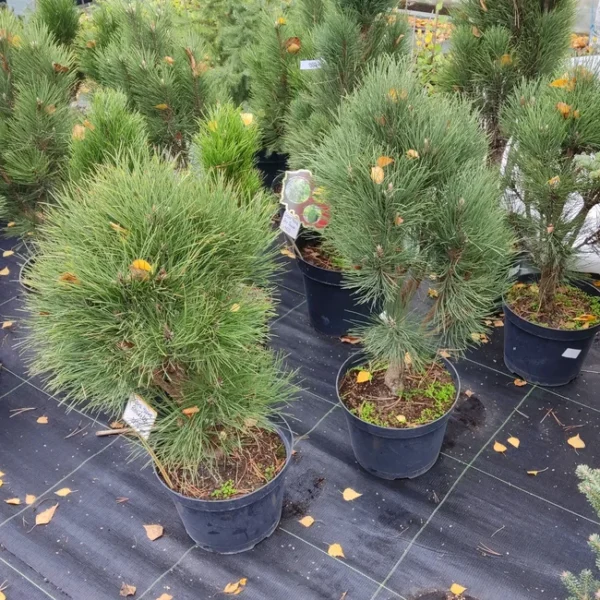 Сосна чорна 'Ронделло' C15 h60-70см, (Pinus nigra 'Rondello')