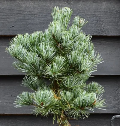 Сосна дрібноквіткова Сапфір (Pinus parviflora Saphi)