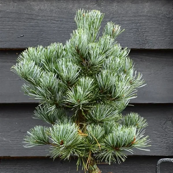 Сосна дрібноквіткова Сапфір (Pinus parviflora Saphi)