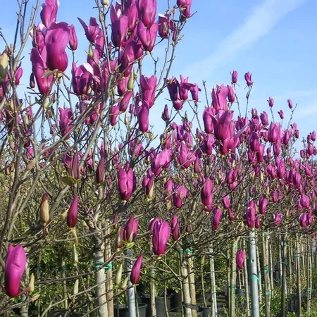 Магнолія Нігра / Magnolia liliiflora 'Nigra'