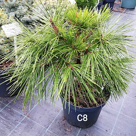 Сосна китайська (червона) Долина Цзючжайгоу, Pinus tabulaeformis 'Jiuzhaigou Valley