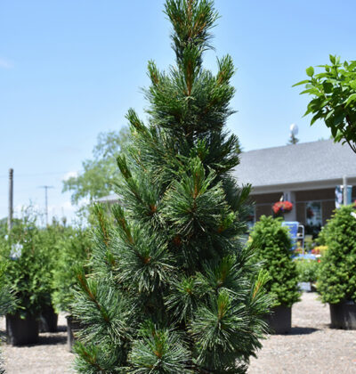 Сосна кедрова Піллар, (Pinus cembra Pillar)