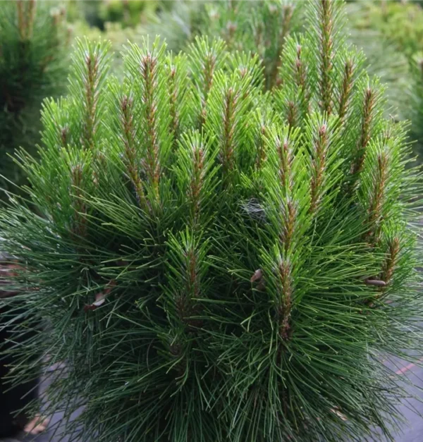 Сосна чорна 'Ронделло', (Pinus nigra 'Rondello')