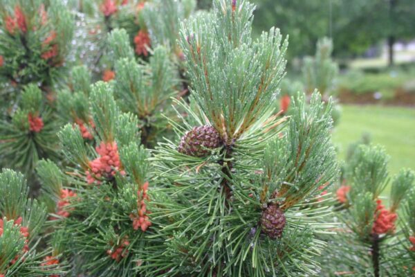 Сосна гірська Біг Туна, (Pinus mugo 'Big Tuna')