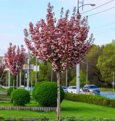 Сакура на штамбі Роял Бургунді