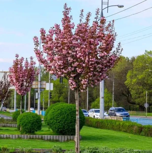 Сакура на штамбі Роял Бургунді