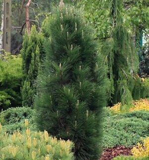 Сосна чорна 'Ронделло' C15 h60-70см, (Pinus nigra 'Rondello')