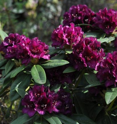 Рододендрон Polarnacht