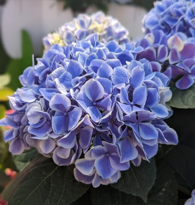 Гортензія Діва / Hydrangea macrophylla Diva