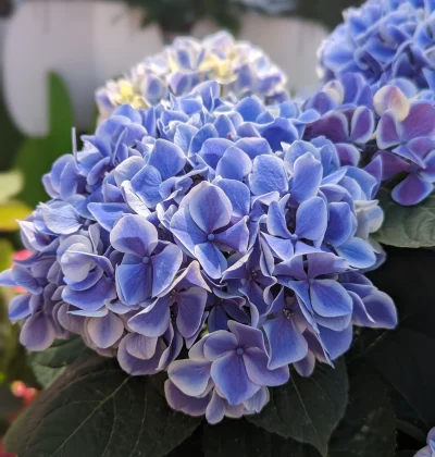 Гортензія Діва / Hydrangea macrophylla Diva