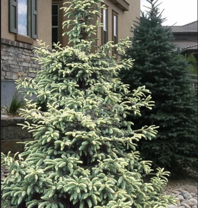 Ялина чорна Маріанна Ауреоварієгата. (Picea Mariana Aureovariegata