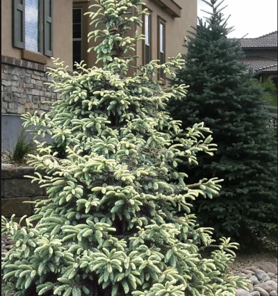 Ялина чорна Маріанна Ауреоварієгата. (Picea Mariana Aureovariegata