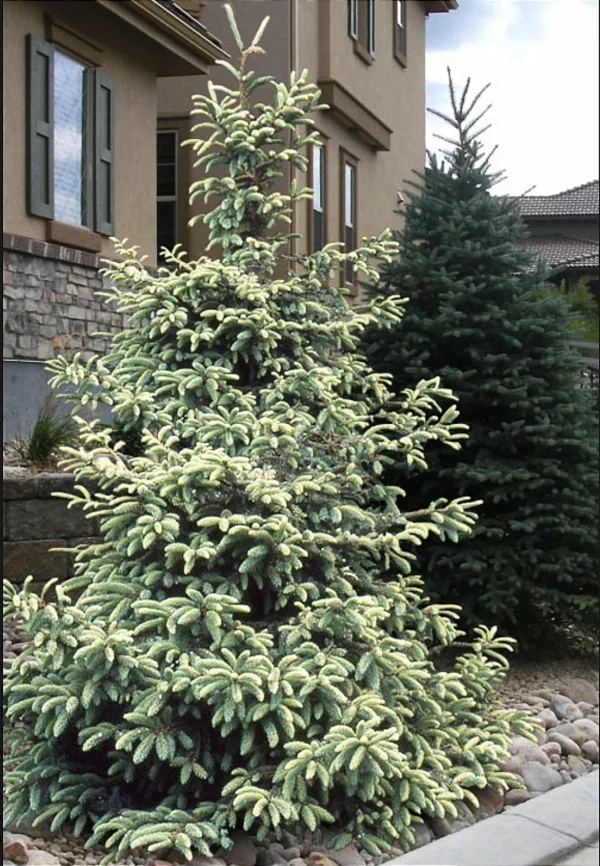 Ялина чорна Маріанна Ауреоварієгата. (Picea Mariana Aureovariegata