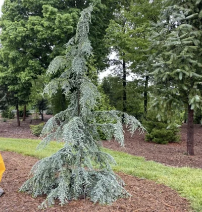 Кедр гімалайський "Айсреген", Cedrus deodara "Eisregen"