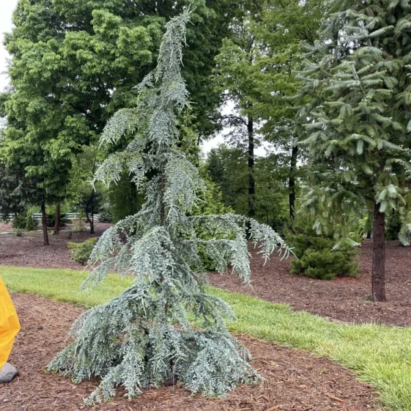 Кедр гімалайський "Айсреген", Cedrus deodara "Eisregen"