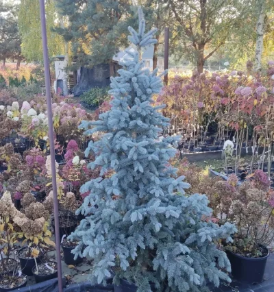 Ялина колюча Блю Маунтін, Picea pungens Blue Mountain