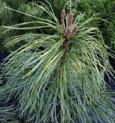 Сосна корейська Jack Corbit