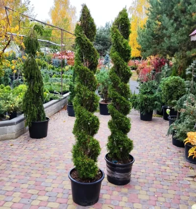 Туя Смарагд формована подвійна спіраль