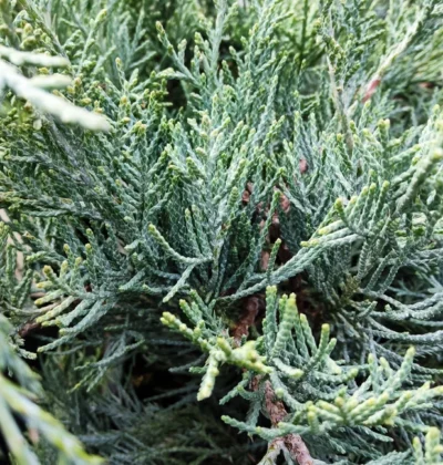 Ялівець середній 'Glauca’, Juniperus Pfitzeriana Glauca’