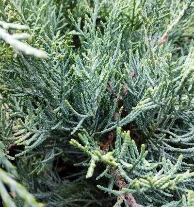 Ялівець середній 'Glauca’, Juniperus Pfitzeriana Glauca’