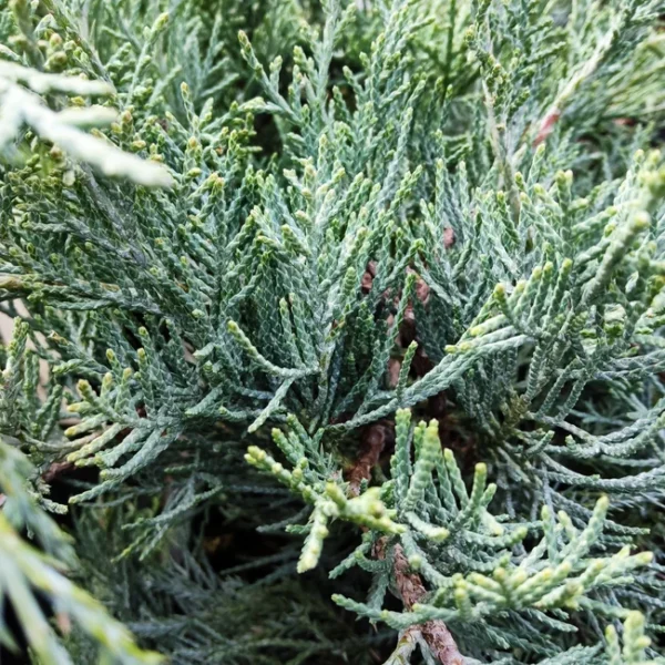 Ялівець середній 'Glauca’, Juniperus Pfitzeriana Glauca’