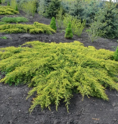 Ялівець середній Ауреа, Juniperus pfitzeriana 'Aurea