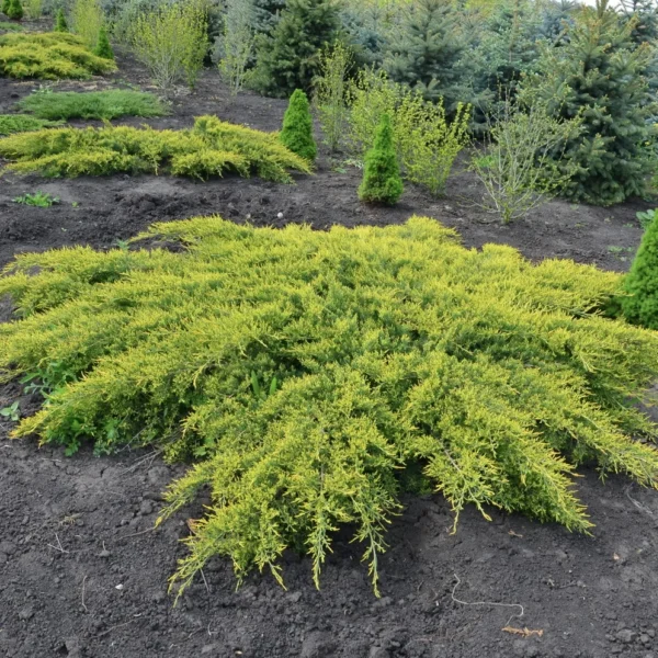 Ялівець середній Ауреа, Juniperus pfitzeriana 'Aurea