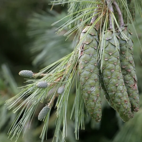 Сосна Гімалайська, Pinus Wallichiana