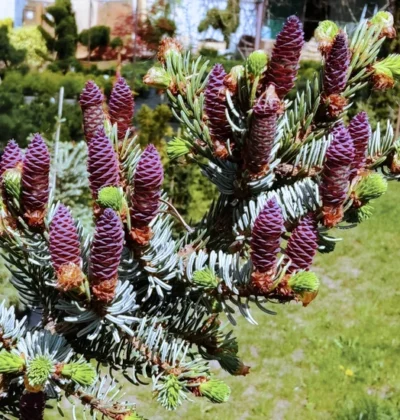 Ялина сербська 'Pendula Bruns'