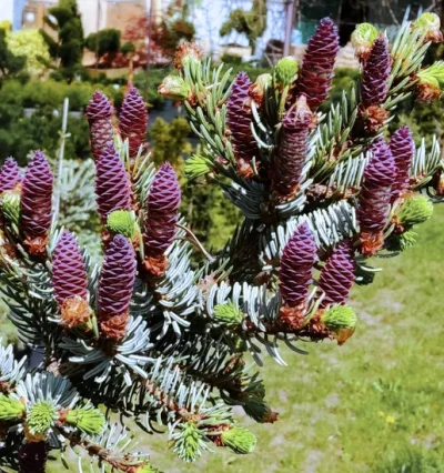 Ялина сербська 'Pendula Bruns'