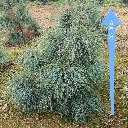 Сосна Гімалайська