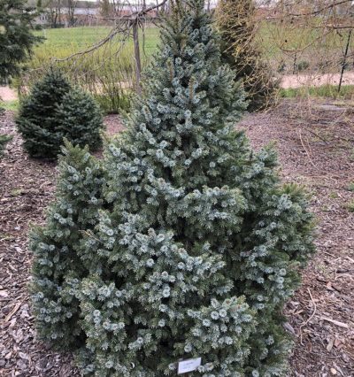 Ялина сербська 'Frohnieiten', C20 H60-70