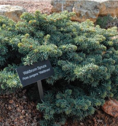 Ялина колюча Вальдбрун, Picea pungens Waldbrunn