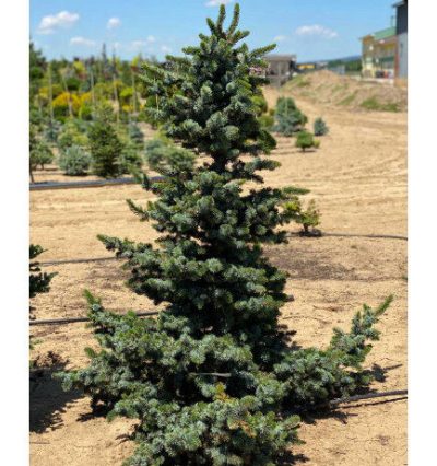 Ялина сербська Wodan