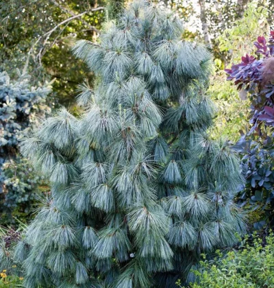 Сосна Гімалайська, Pinus Wallichiana