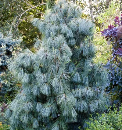 Сосна Кедрова, Pinus Wallichiana