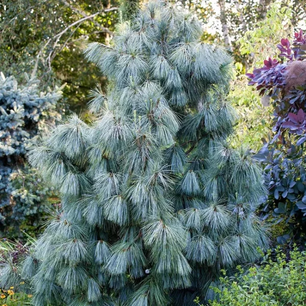 Сосна Кедрова, Pinus Wallichiana