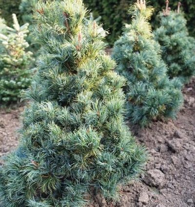 Сосна японська Бонні Бергман (Pinus Bonnie Bergman)