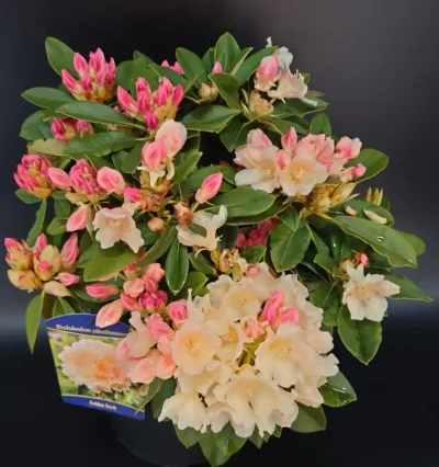 рододендрона Golden Torch