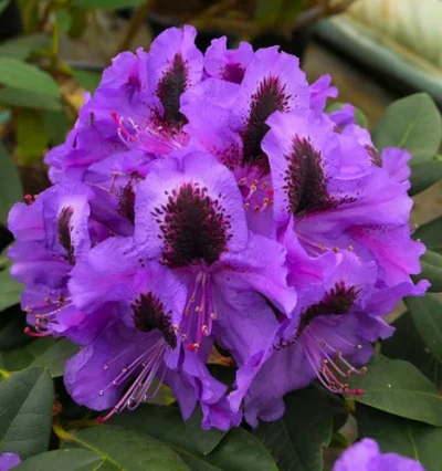 Рододендрон гібридний Peter Alan