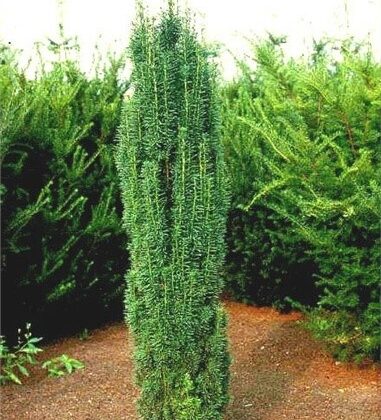 Тис середній 'Hicksii' (Taxus media 'Hicksii')