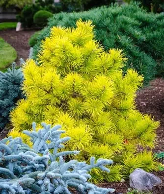 Сосна скручена Чіф Джозеф, Pinus contorta Chief Joseph